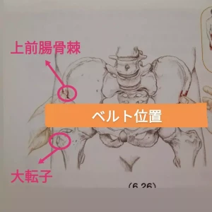 骨盤ベルトの位置